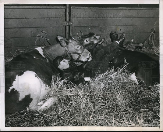 1956 Press Photo Harrisburg, Pa Glen Amos & cows at 40th Annual farm show - Historic Images