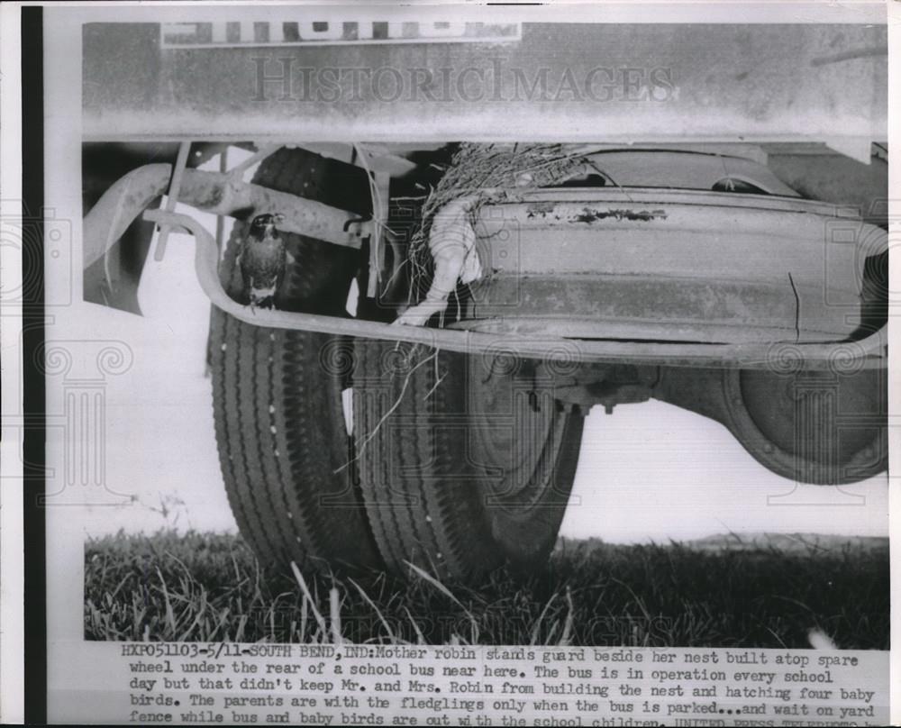 1955 Press Photo Mother Robins Stands Guard Over nest Built on School Bus Wheel - Historic Images