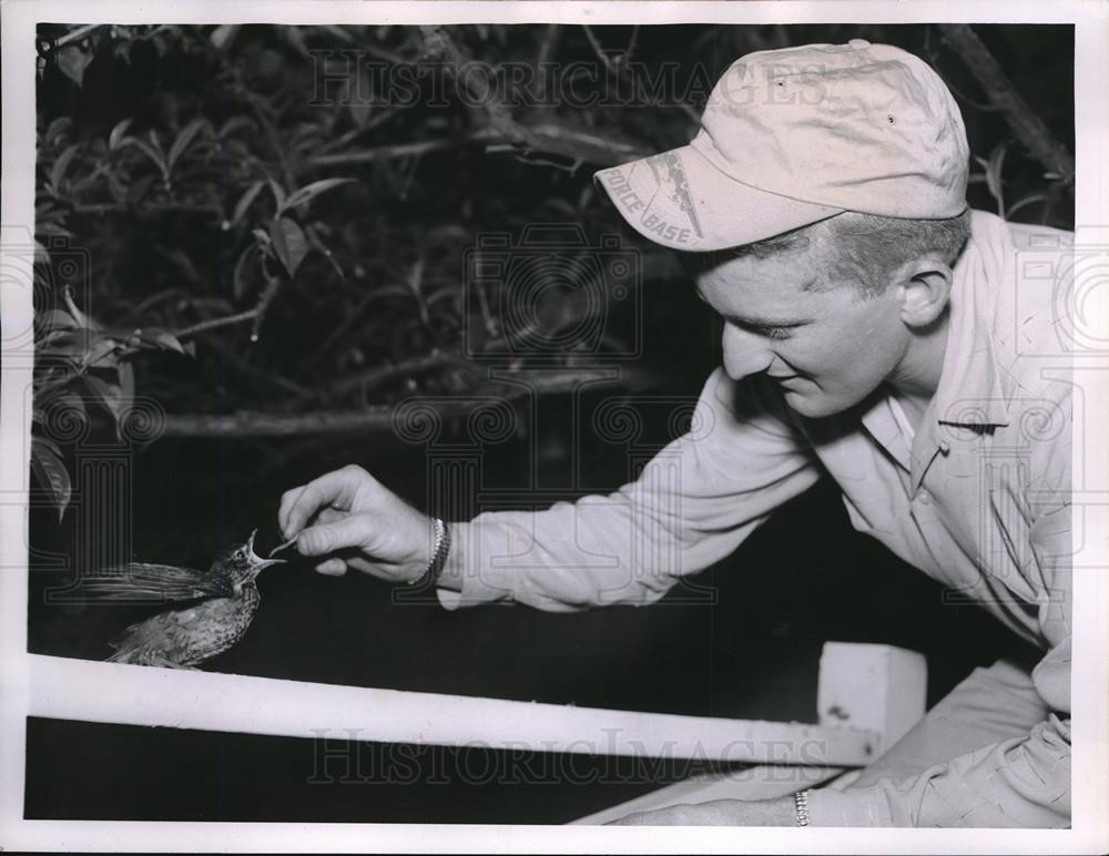 1956 Press Photo Robin Being Fed Fresh Worm by George Bird Will Come Net Day - Historic Images