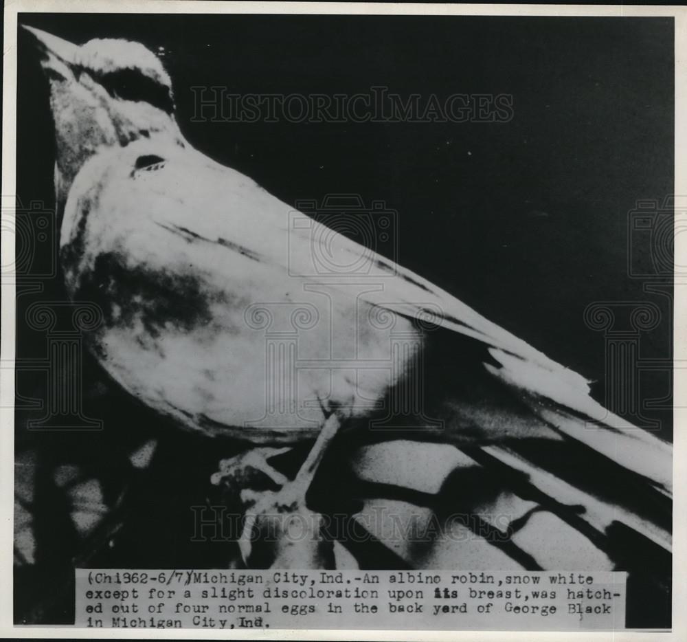 1946 Press Photo Michigan City, Ind an albino robin at Geo Black home - Historic Images