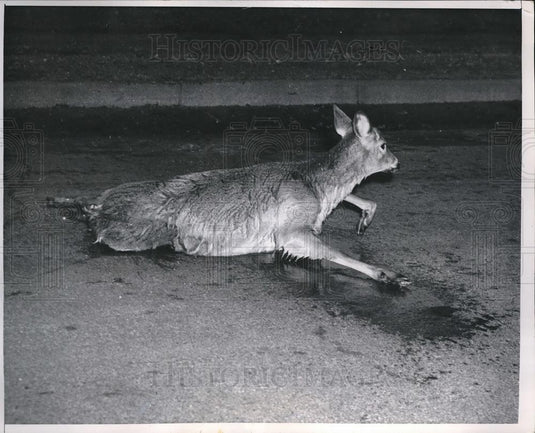 1951 Press Photo Rudolph Named by Police Deer Chased to Lake Calhoun - Historic Images