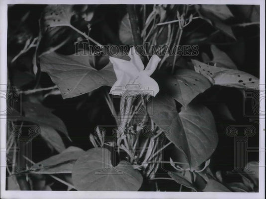 1955 Press Photo Close Up Shot Of Moon Flower - Historic Images