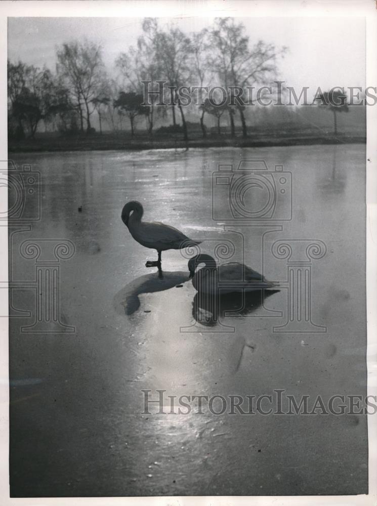 1956 Press Photo Swans on frozen pond at Wimbledon Commons in London - Historic Images