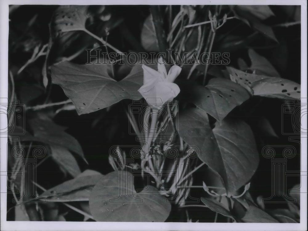 1955 Press Photo Moon Flower In Natural Setting - neb90980 - Historic Images