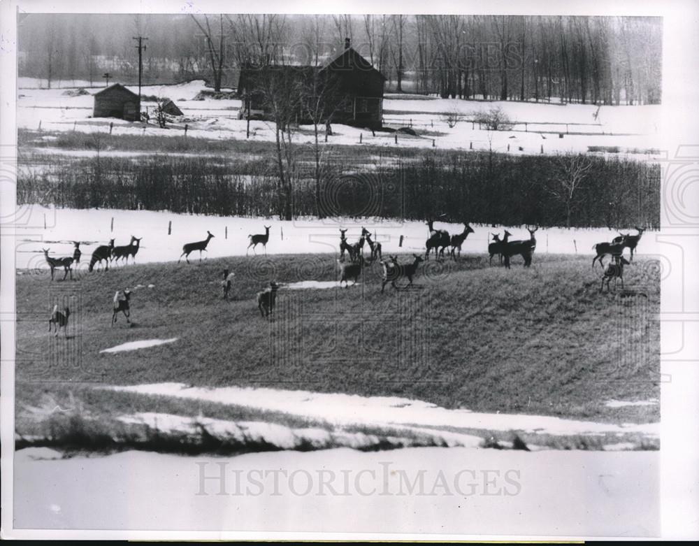 1959 Press Photo Wisconsin Unusually hard winter brings deer out for food - Historic Images