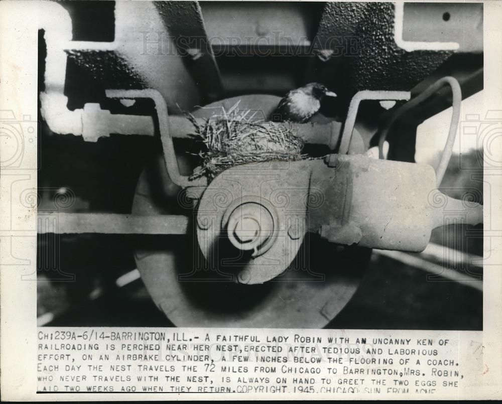 1945 Press Photo A robin at nest built in a trains undercarriage in Ill. - Historic Images