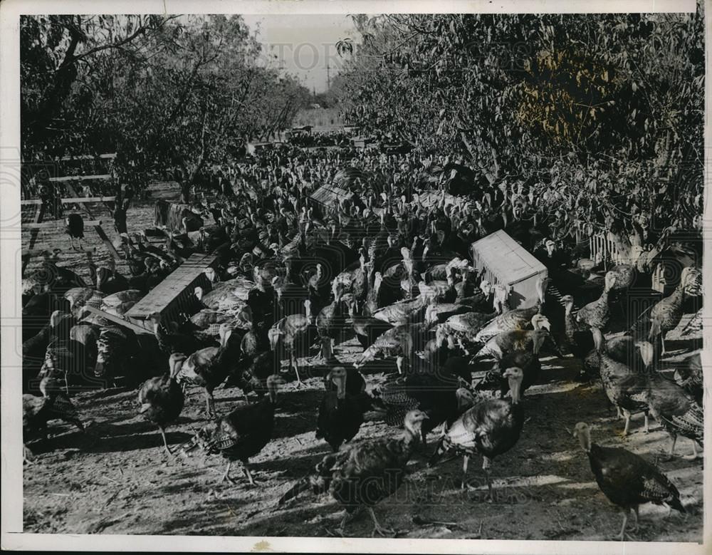 1935 Press Photo Mr &amp; Mrs CJ Shelton turkey farm in S. Calif. - Historic Images