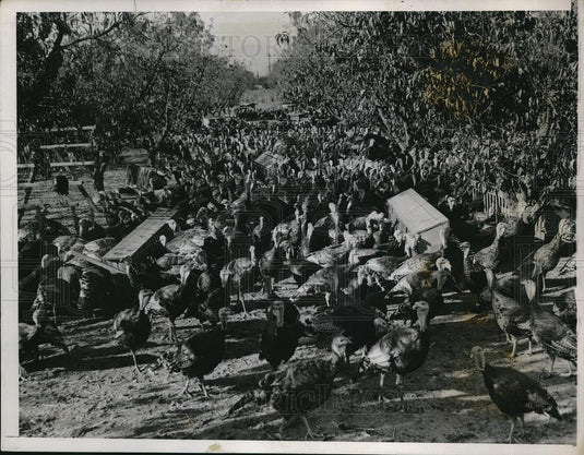 1935 Press Photo Mr & Mrs CJ Shelton turkey farm in S. Calif. - Historic Images