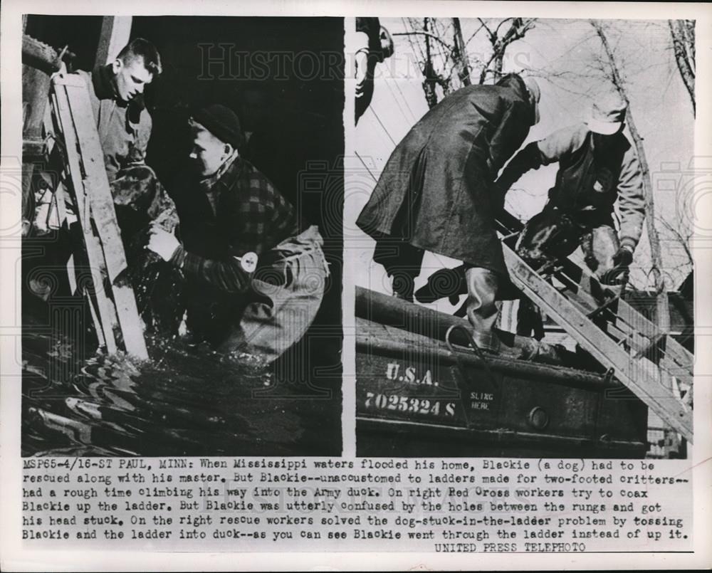 1952 Press Photo Mississippi River flooded home Blackie &amp; owner rescue Red Cross - Historic Images