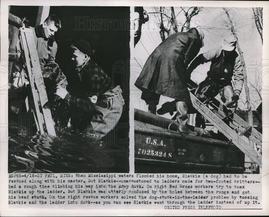 1952 Press Photo Mississippi River flooded home Blackie & owner rescue Red Cross - Historic Images