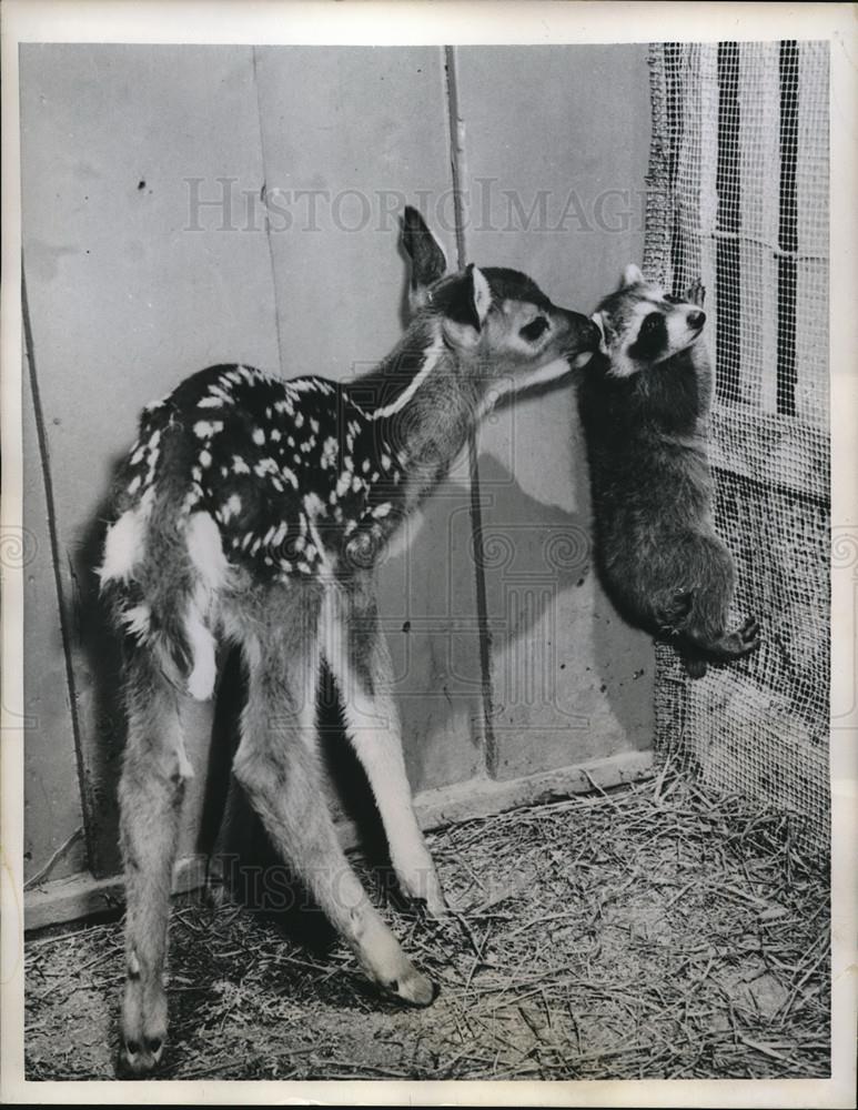 1958 Press Photo Bambi White Tailed Fawn &amp; Raccoon at Zoo Bronx Park New York - Historic Images