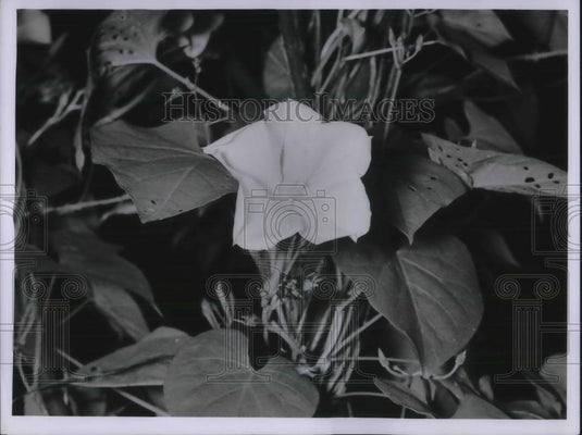 1955 Press Photo Moon Flower Close Up On Display - Historic Images