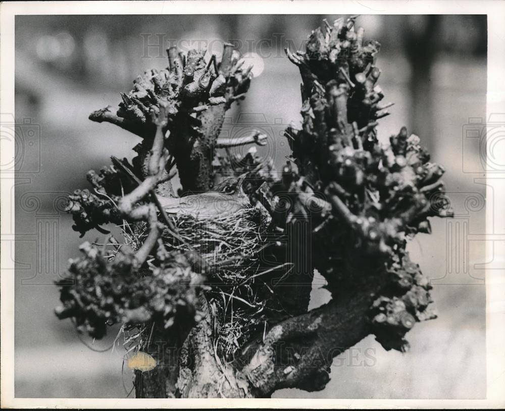 1949 Press Photo Robin In a Nest in a Trimmed Catalpa Tree in Chicago - Historic Images