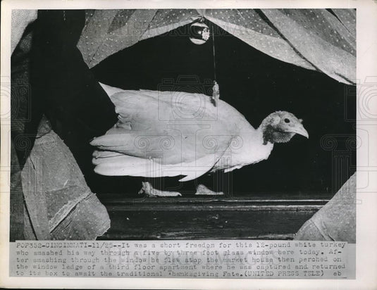 1952 Press Photo Cinncinati, Ohio white turkey smashed thru a glass window - Historic Images