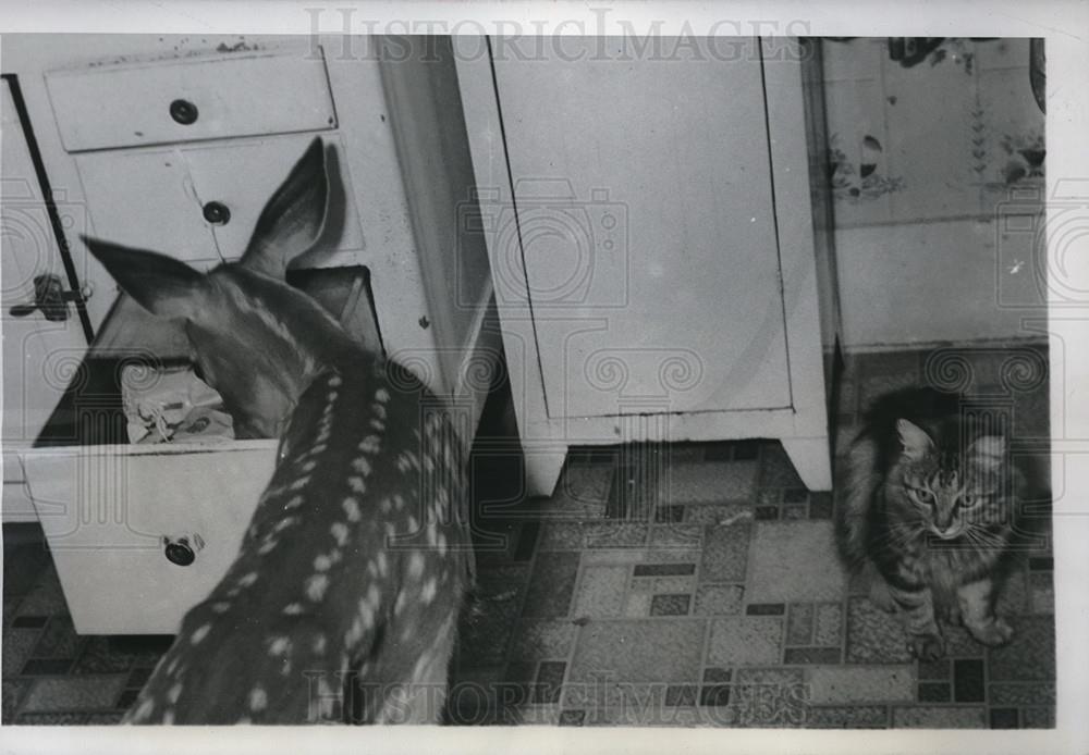 1947 Press Photo Middleburg, NY Molly the fawn raised by JH Bouck snacks at home - Historic Images