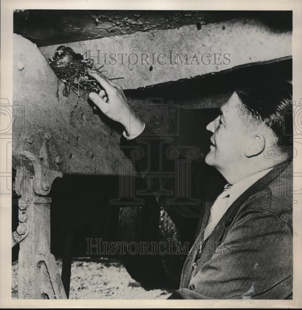 1951 Press Photo View of 6 Robins on the undercarriage of a truck in Madison Wis - Historic Images