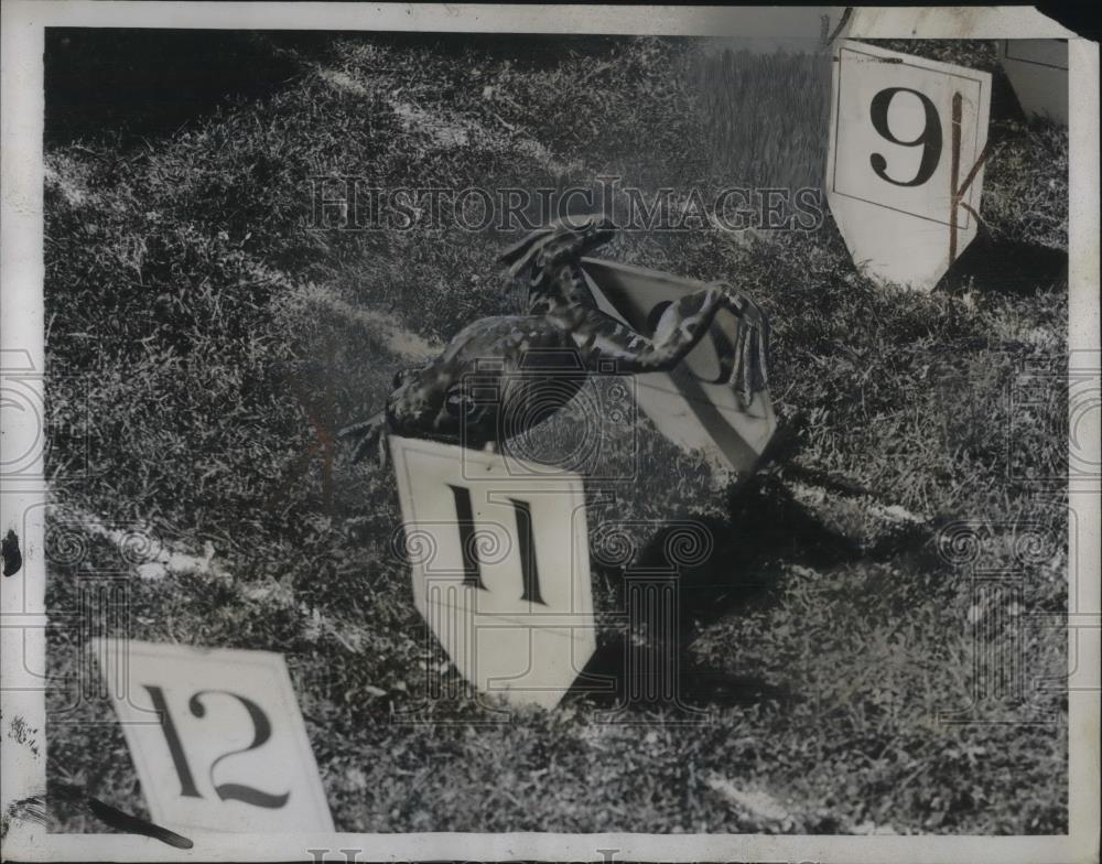 1935 Press Photo Scene from the Frog Jumping Derby in Central Park, NY - Historic Images