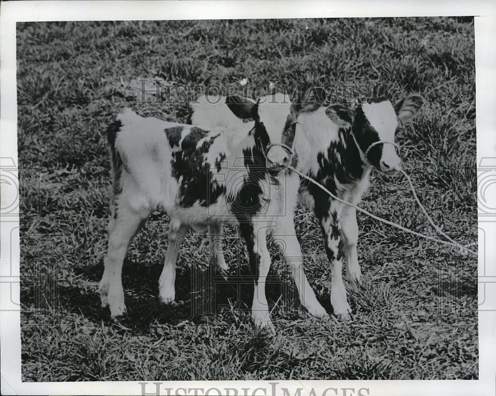 1950 Press Photo Amenia, NY identical twin calves owned by D Long - Historic Images