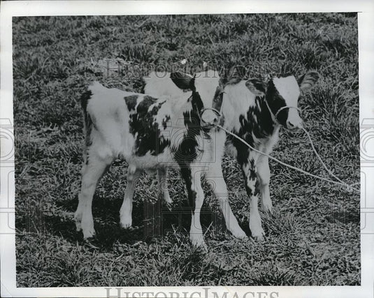 1950 Press Photo Amenia, NY identical twin calves owned by D Long - Historic Images
