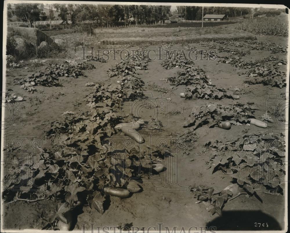 1923 Press Photo Cucumbers, Signal Hill - nec03212 - Historic Images