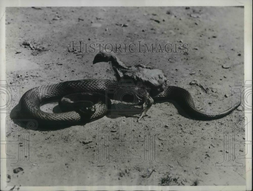 1934 Press Photo Hungry Chicken came across a monster Water Snake - Historic Images