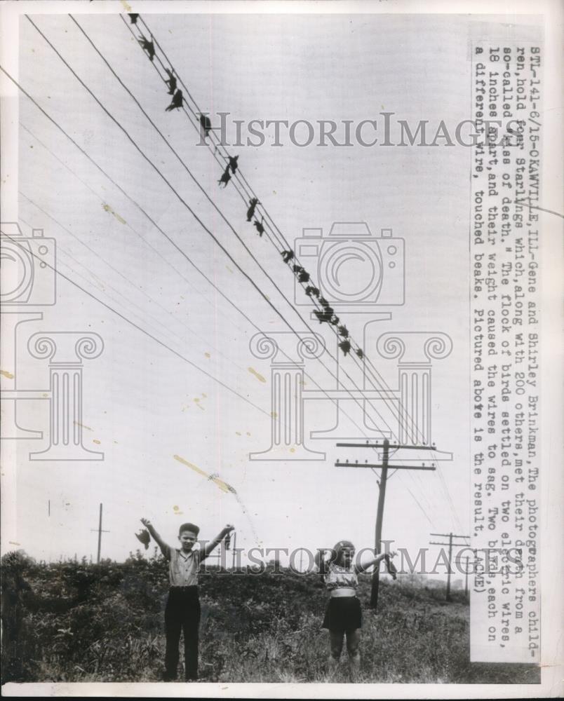 1950 Press Photo Okawville, Ill Gene &amp; Shirley Brinkman &amp; a flock of starlings - Historic Images