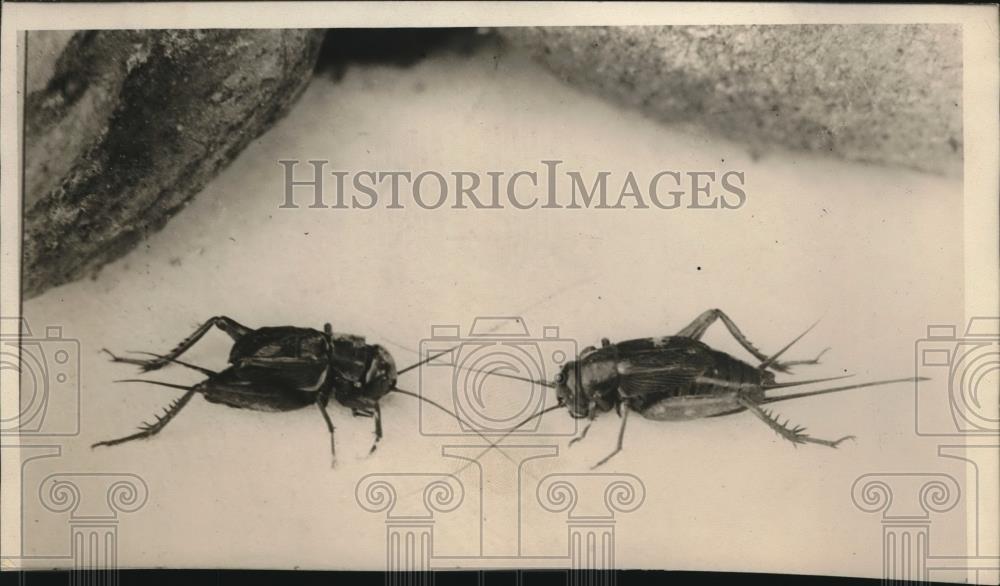 1928 Press Photo crickets (fiddle with their wings and hear w/ their front legs) - Historic Images