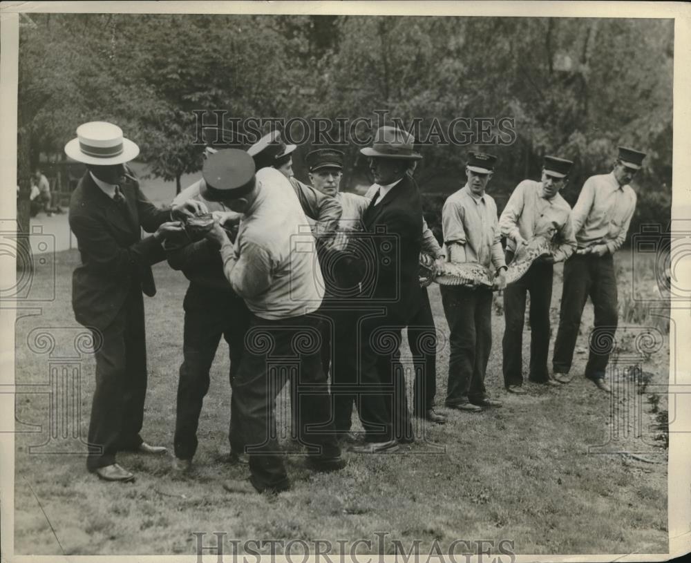1929 Press Photo Philadelphia Zoo gets 25 ft long Python - Historic Images
