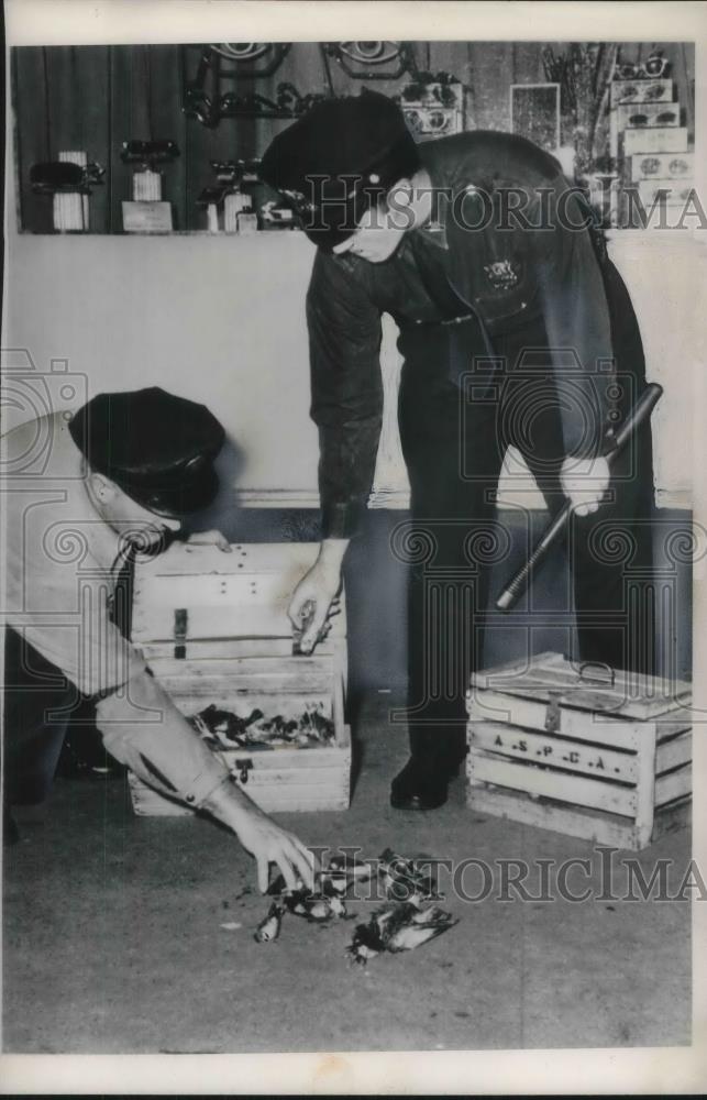 1948 Press Photo Thomas Barshaw &amp; Ptl William Mason picking up dead birds - Historic Images