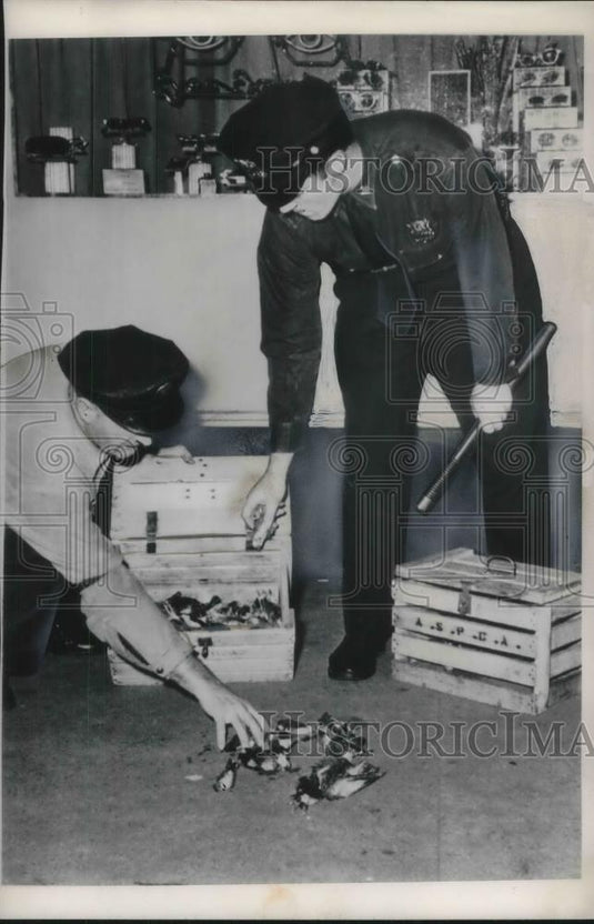 1948 Press Photo Thomas Barshaw & Ptl William Mason picking up dead birds - Historic Images