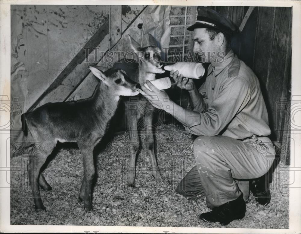 1948 Press Photo St. Louis zoo attendant Ed Becker bottle feeds antelope. - Historic Images