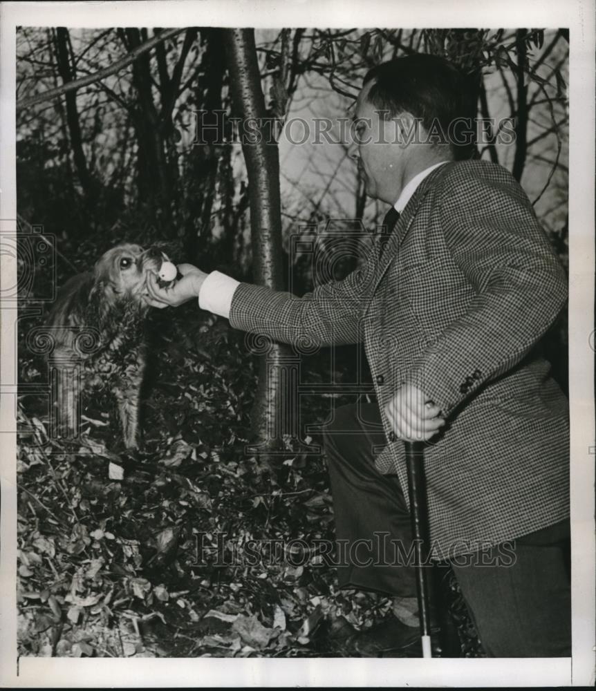 1946 Press Photo Scarborough, NY Raymond Loetus &amp; dog Taffy, fetches golf balls - Historic Images