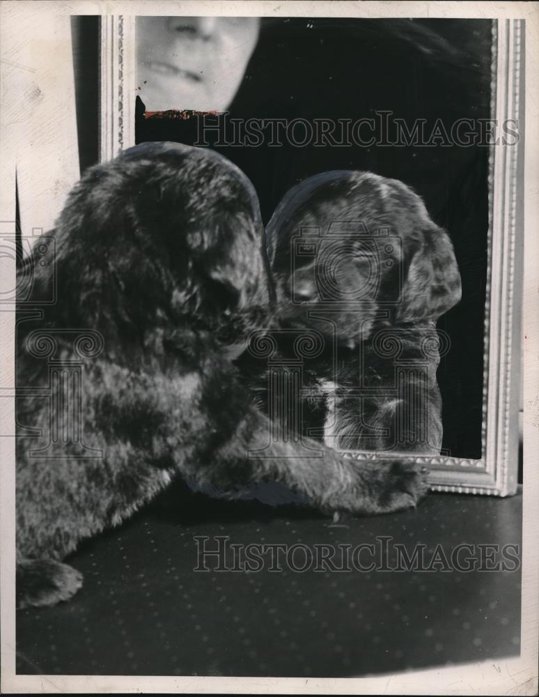 1949 Press Photo Black Labrador Puppy - nec08407 - Historic Images