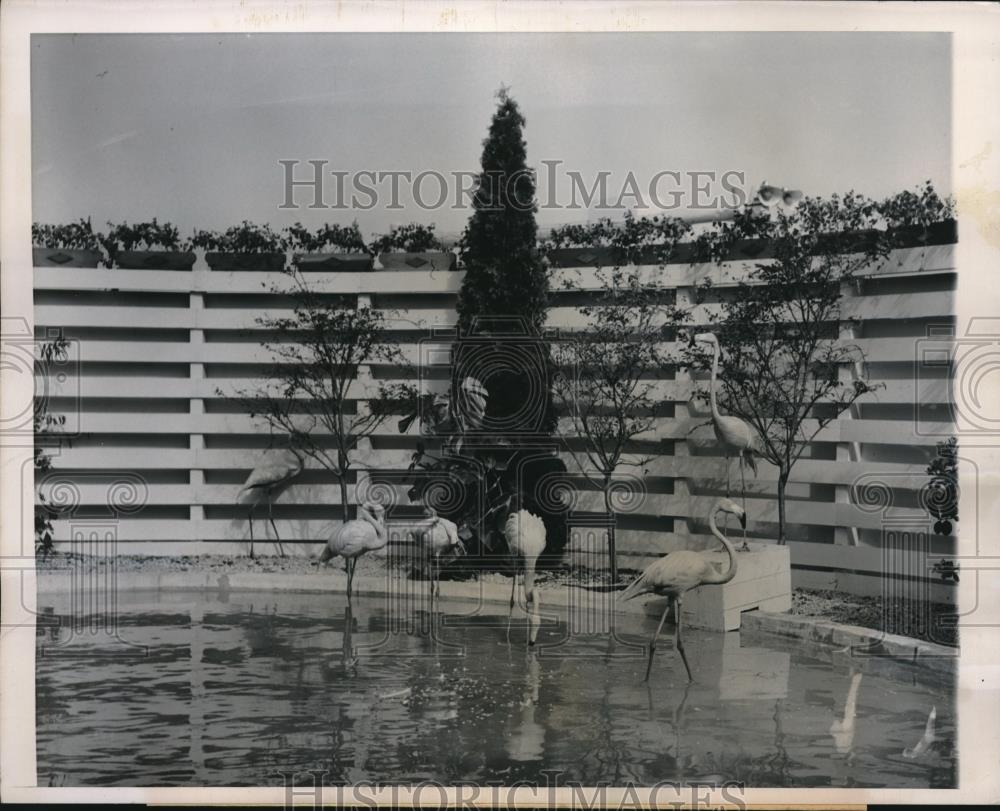 1950 Press Photo Flamingos On Display At Chicago Fair Of 1950 - Historic Images