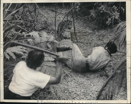 1936 Press Photo Animal trainer Albert Allcorn in path of leopard at Studio - Historic Images