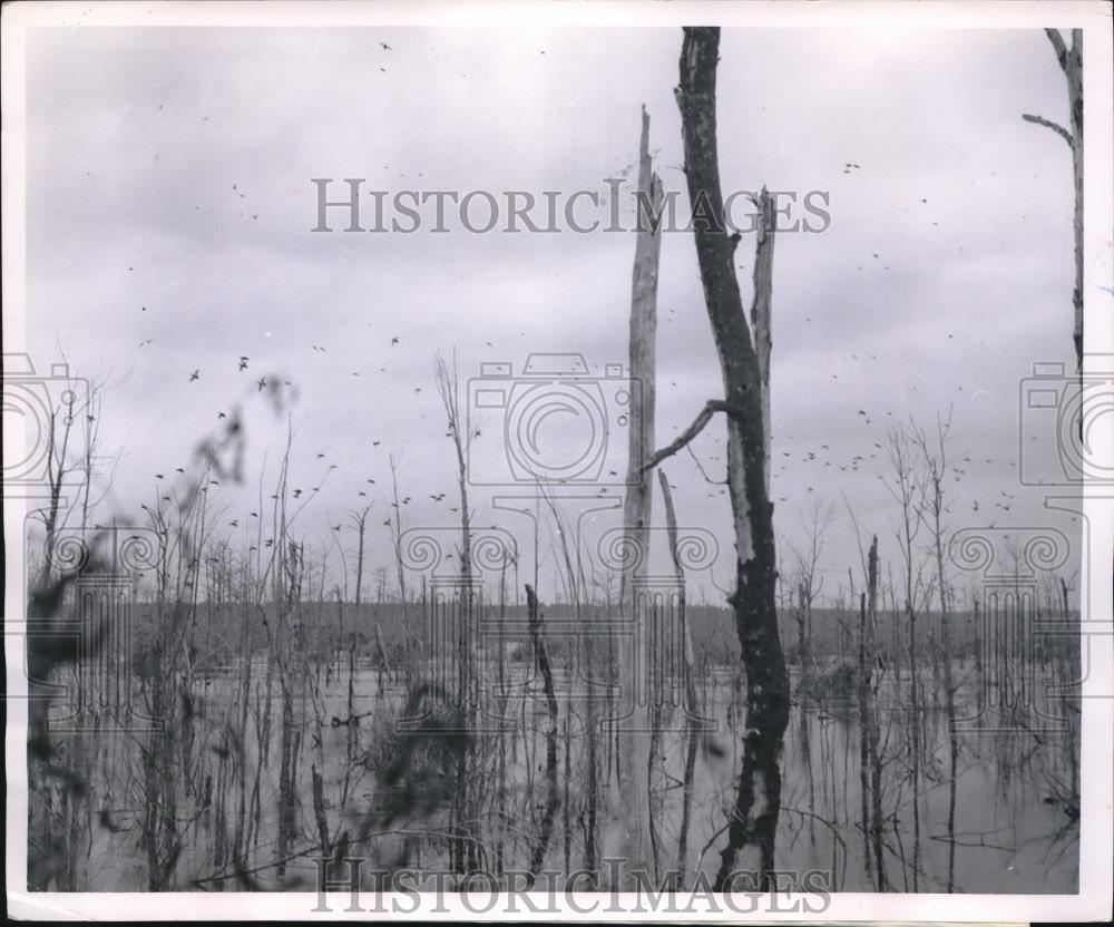 1964 Press Photo Mallard Ducks using waste water reservoir in Louisiana - Historic Images