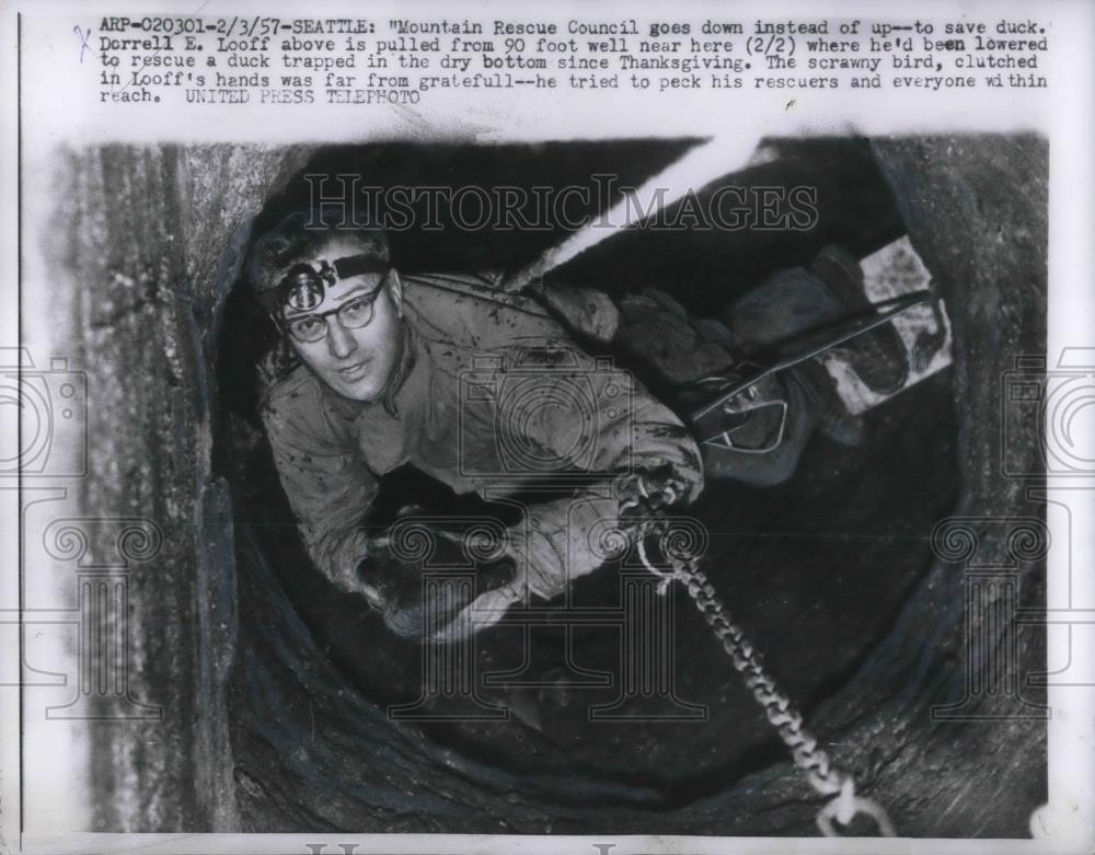 1957 Press Photo Seattle, Wash. Mt Rescue worker Darrell Loof &amp; duck in well - Historic Images