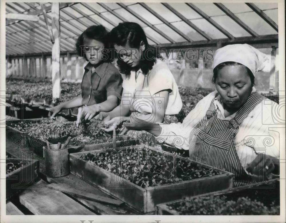 1942 Press Photo New Chew farm cultivates celery plants 2 Chinese visitors help - Historic Images