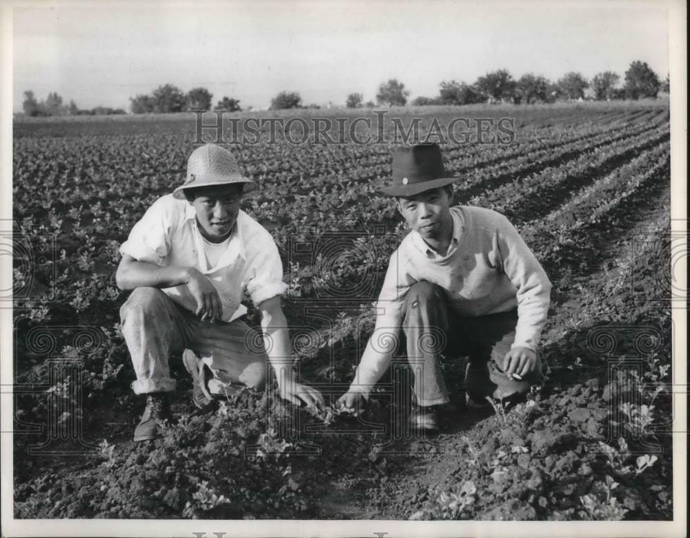 1942 Press Photo Japanese neighbor Jimmy Nakano shows how to transplant celery - Historic Images