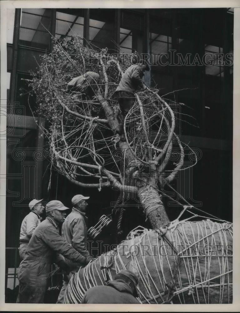 1959 Press Photo 40 Foot Tall Ginkgo Tree Being Planted at Manhattan Building - Historic Images