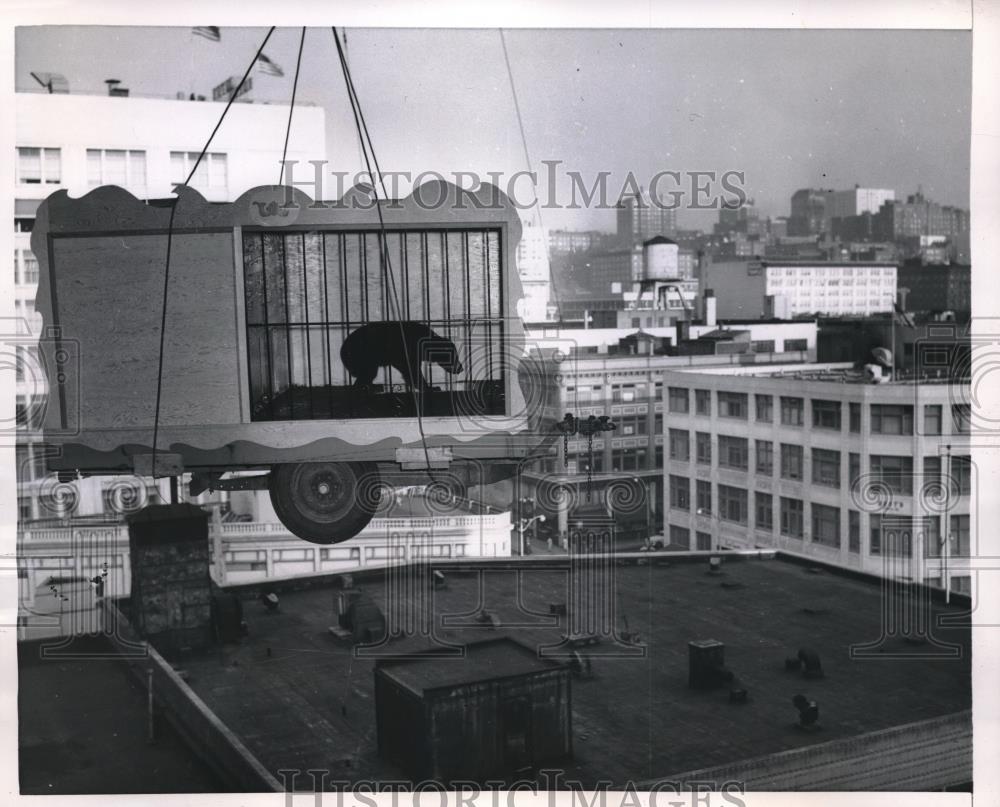 1954 Press Photo Bear in Cage Waiting to Be Placed in Department Store - Historic Images