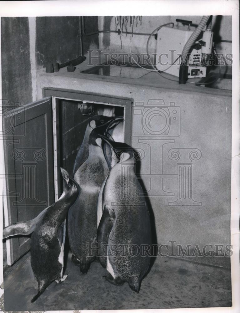 1956 Press Photo Cute Penguins at Paris Zoo Enjoy Climate Machine Polar Air - Historic Images