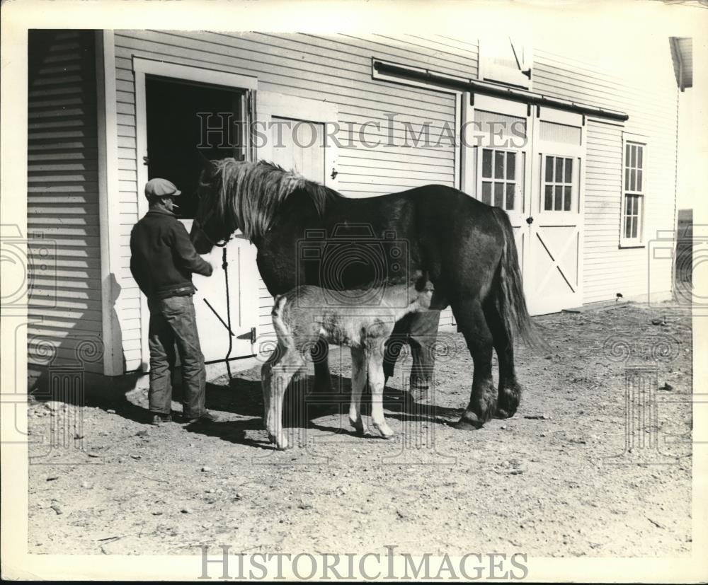 1934 Press Photo The breeding barn is busy again - Historic Images