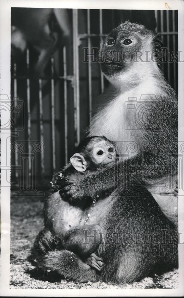 1954 Press Photo Mother Guenon Monkey Fiercely Guards Tiny Adorable Baby Monkey - Historic Images