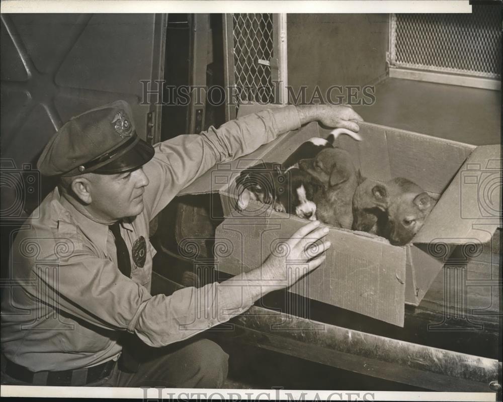 1938 Press Photo Officer Finds Box of Abandoned Puppies - nec00790 - Historic Images