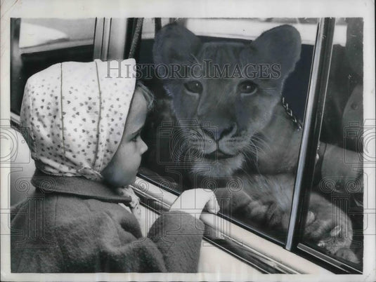 1957 Press Photo Susan Eary Looks At Pet Lion, Leo, In Car In Minneapolis - Historic Images