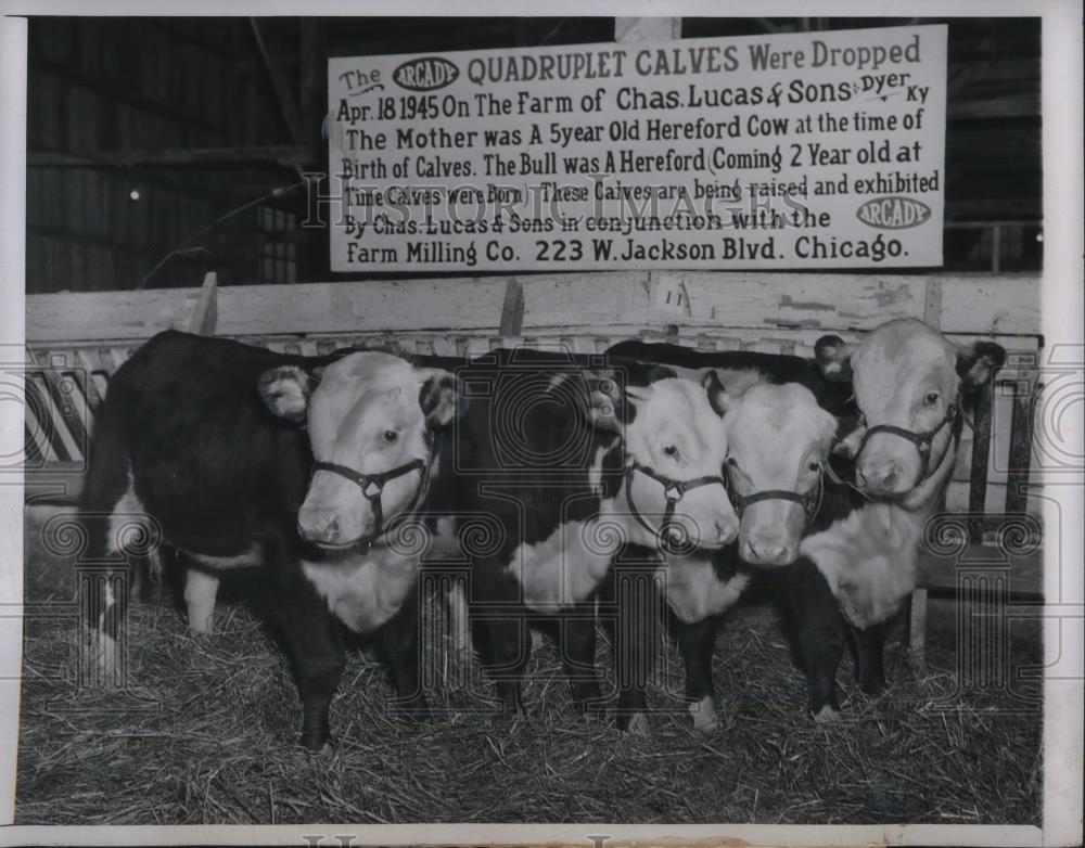 1945 Press Photo Quadruplet Calves At Chicago Market Fat Stock Show In Illinois - Historic Images