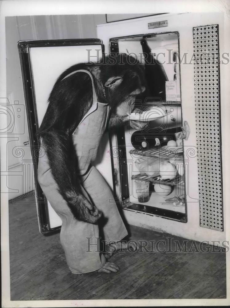 1944 Press Photo Four Year Old Chimp in Dangerous Journey Decides to Eat - Historic Images