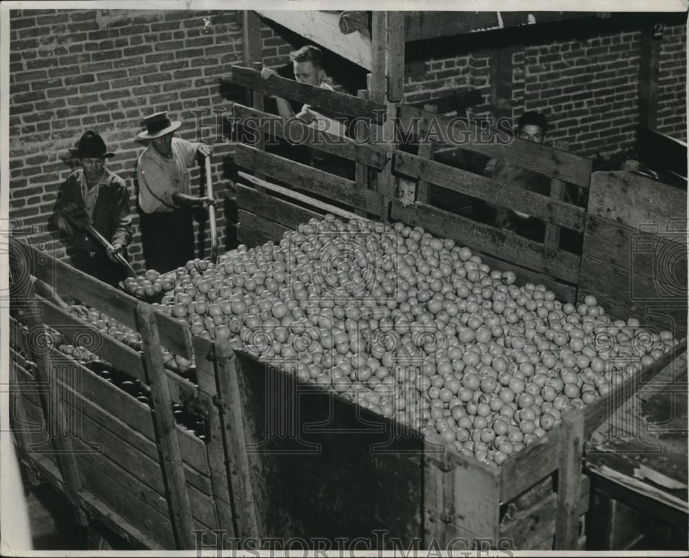 1933 Press Photo Harvested Oranges Arrive at Los Angeles Exchange - nec24978 - Historic Images