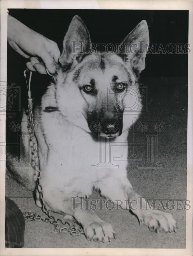1943 Press Photo Olga Laube trial breach conrtract for Argo vs Glenn Selberg - Historic Images